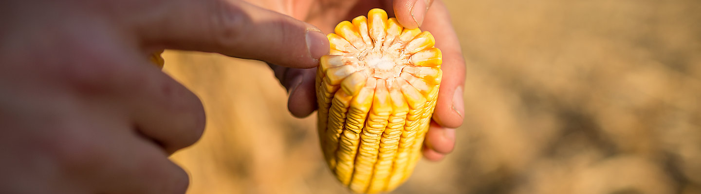 Corn_Harvest_Minnesota_new_375_220