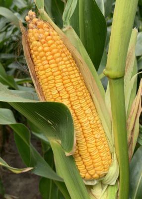 Corn_Image