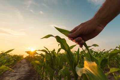 hand in corn