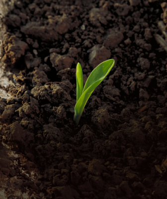 Explore our Seed Offerings