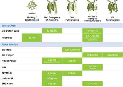 Macadamia Phenology Chart