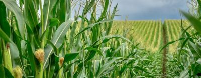 Corteva_Pioneer_kukoricanemesites_stressztures_kukorica.jpg