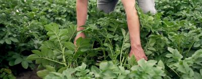 Corteva_Teaser_Banner_Kartoffelanbau_mobil