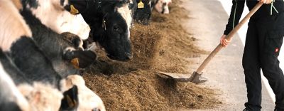 Corteva_Banner_05_Mobile_Silo_und_Futtermais-2