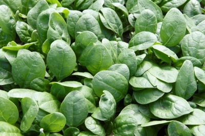 Cowley-Middle-article