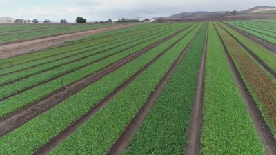 Cowley-bottom-article