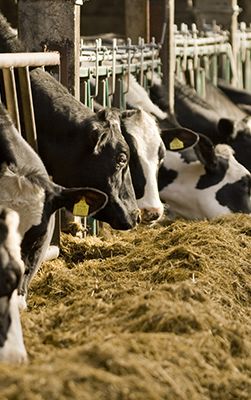 Cows feeding 251x400