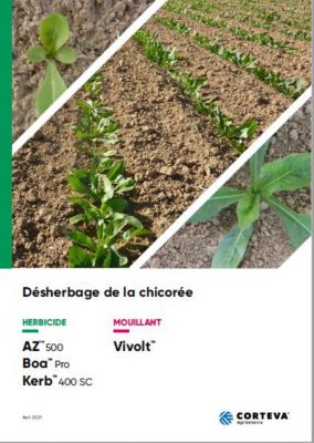 Désherbage de la chicorée front