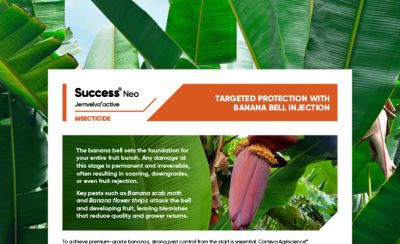 Success Neo - Banana bell injection