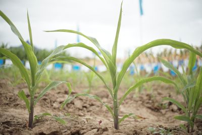 close up shot of corn plant