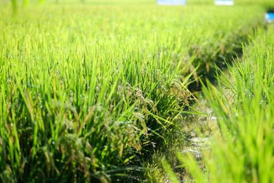 close up shot of rice field