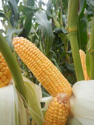 Maize