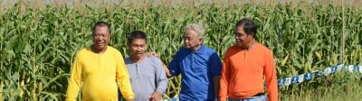 four farmers walking around the corn field