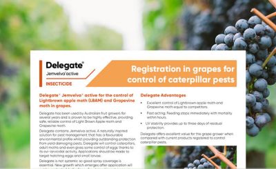 Delegate - Caterpillars in Grapes