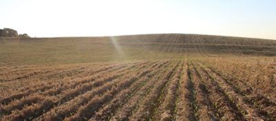 Estádios iniciais do milho