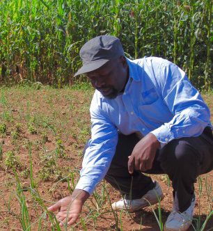 An AMPATH agronomist observes an Amiran onion demo plot