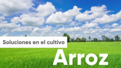 ECU_Portafolio_Arroz_Video WhatsApp_06agosto2020