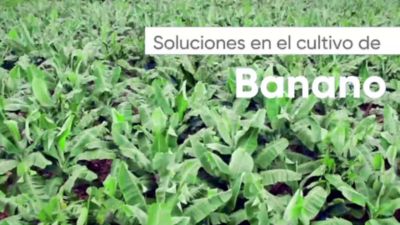 ECU_Portafolio_Banano_Video WhatsApp_30julio2020