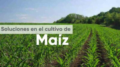 ECU_Portafolio_Maíz_Video WhatsApp_15julio2020