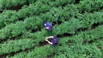 ECU_Portafolio_Papa_Video WhatsApp_22julio2020.