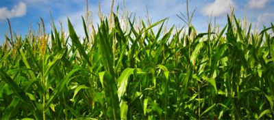 corn field early stages
