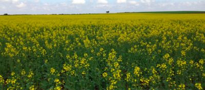 oilseed rape field
