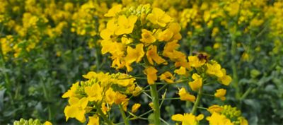 osr plant closeup