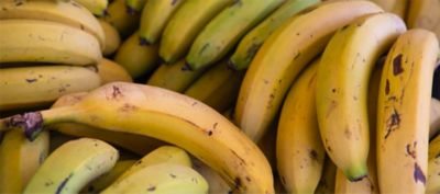 european bananas