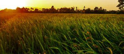 rice field with sunshine