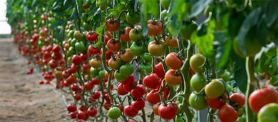 branches of tomatoes