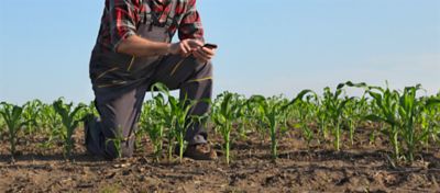 farmer monitoring field