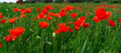field with poppies
