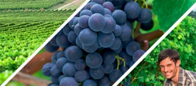 grapes and farmer triptic