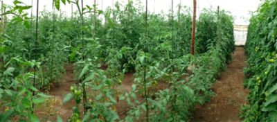 tomatoes plantation