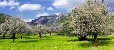 almond tree field