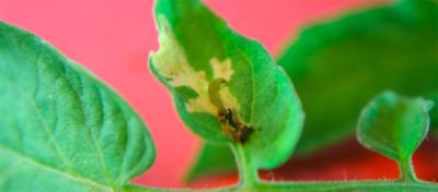 tuta absoluta in plant