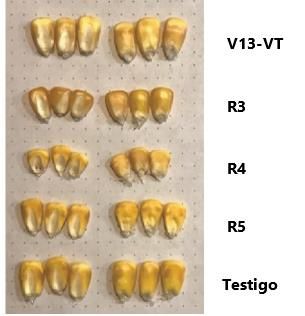 Efecto_de_los_granos