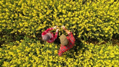 Corteva canola social 2024