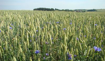 Eledura™ är en ny höstlösning för bekämpning av gräs- och örtogräs i stråsäd. Med tre aktiva substanser ger den ett effektivt försteg i ogrässtrategin redan från höstsäsongen.