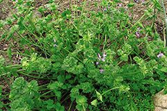 Henbit and Purple Deadnettle