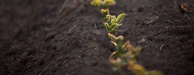 Emerging corn row closeup