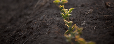 Emerging corn row closeup