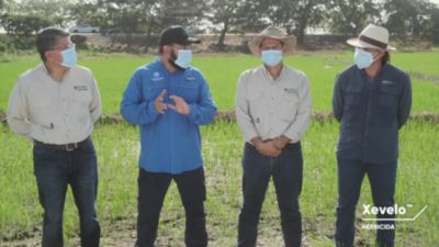 Entrevista Corteva - Xevelo