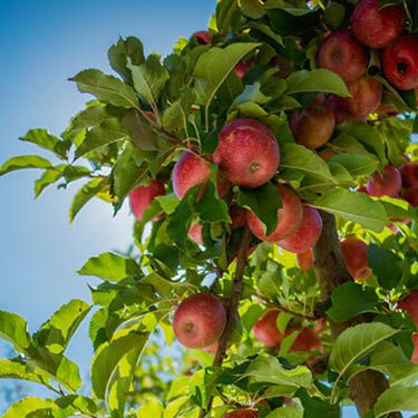 Entrust apples