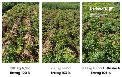 Ergebnisse in Kartoffeln Utrisha N