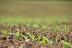 Ausschöpfen des Ertragspotenzials von Standort und Sorte