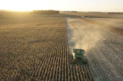 Eine höhere Ertragsstabilität des Maisbestandes