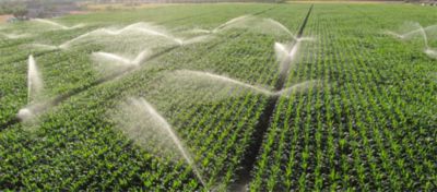 field being irrigated