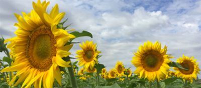 sunflower field 