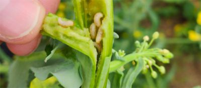 infected osr plant